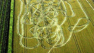 This Is Your Cornfield On Coke